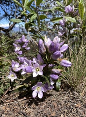 Gentianella foliosa
