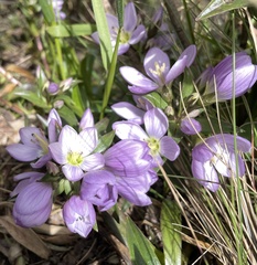 Gentianella foliosa