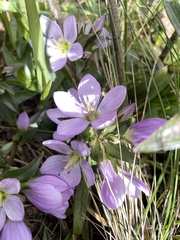 Gentianella foliosa
