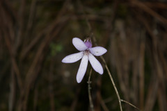 Pinguicula parvifolia