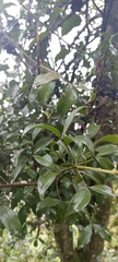 Euonymus tingens