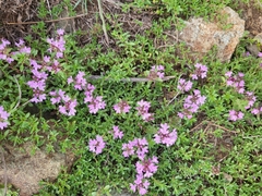 Thymus bashkiriensis