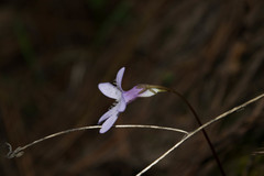Pinguicula parvifolia