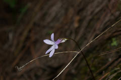 Pinguicula parvifolia