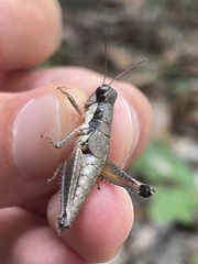 Melanoplus nossi