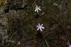 Pinguicula parvifolia