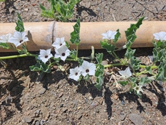 Exodeconus maritimus