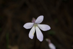 Pinguicula parvifolia