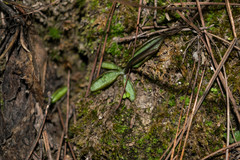 Pinguicula parvifolia