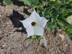 Exodeconus maritimus