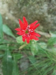 Silene rotundifolia