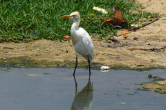 Bubulcus ibis