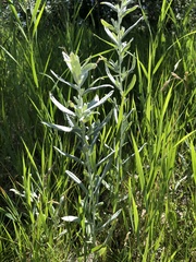 Artemisia ludoviciana