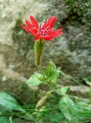 Silene rotundifolia