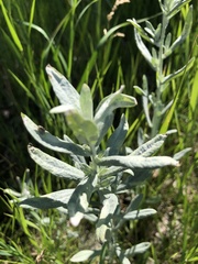 Artemisia ludoviciana