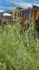 Artemisia macrocephala