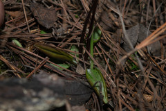Pinguicula parvifolia