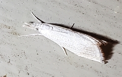 Haimbachia placidellus