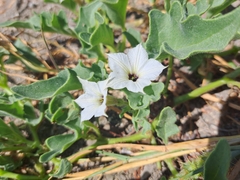 Exodeconus maritimus