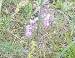 Rhizirideum