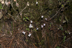 Pinguicula parvifolia