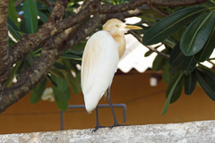 Bubulcus ibis