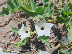 Exodeconus maritimus