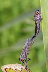 Asilinae