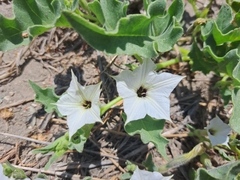 Exodeconus maritimus