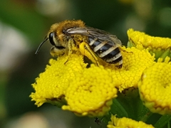 Colletes