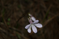 Pinguicula parvifolia