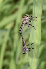 Asilinae