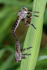Asilinae
