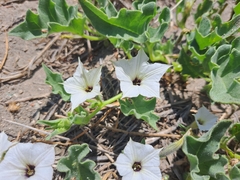Exodeconus maritimus