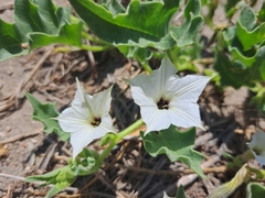 Exodeconus maritimus