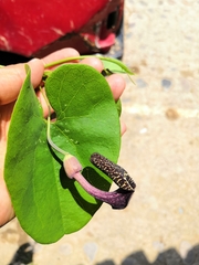 Aristolochia carterae