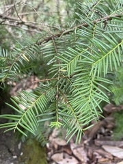 Taxus floridana