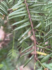 Taxus floridana