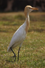Bubulcus ibis