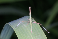 Acrididae