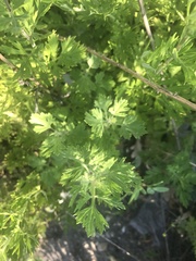 Artemisia vulgaris