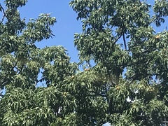 Aesculus