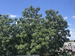 Aesculus