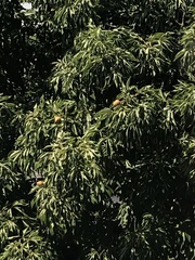 Aesculus