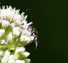 Strangalepta abbreviata