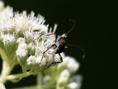 Strangalepta abbreviata