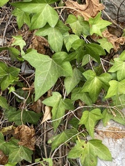Hedera helix