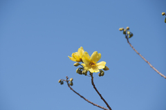 Cochlospermum gillivraei