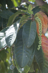 Barringtonia calyptrata