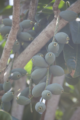 Barringtonia calyptrata